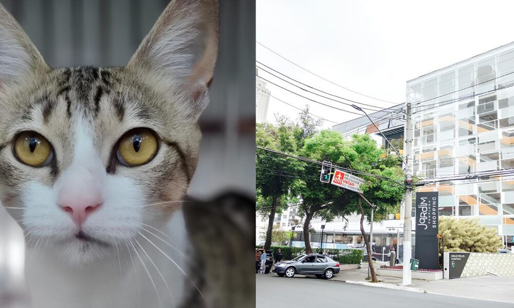 Ado o com Cora o Feira no Shopping de SP Promete Encontros Inesquec veis Entre Pets e Novos Donos