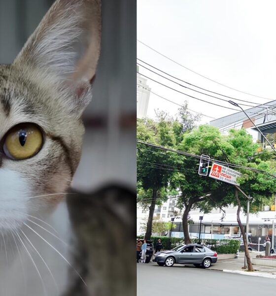 Adoção com Coração: Feira no Shopping de SP Promete Encontros Inesquecíveis Entre Pets e Novos Donos 16 Ado o com Cora o Feira no Shopping de SP Promete Encontros Inesquec veis Entre Pets e Novos Donos