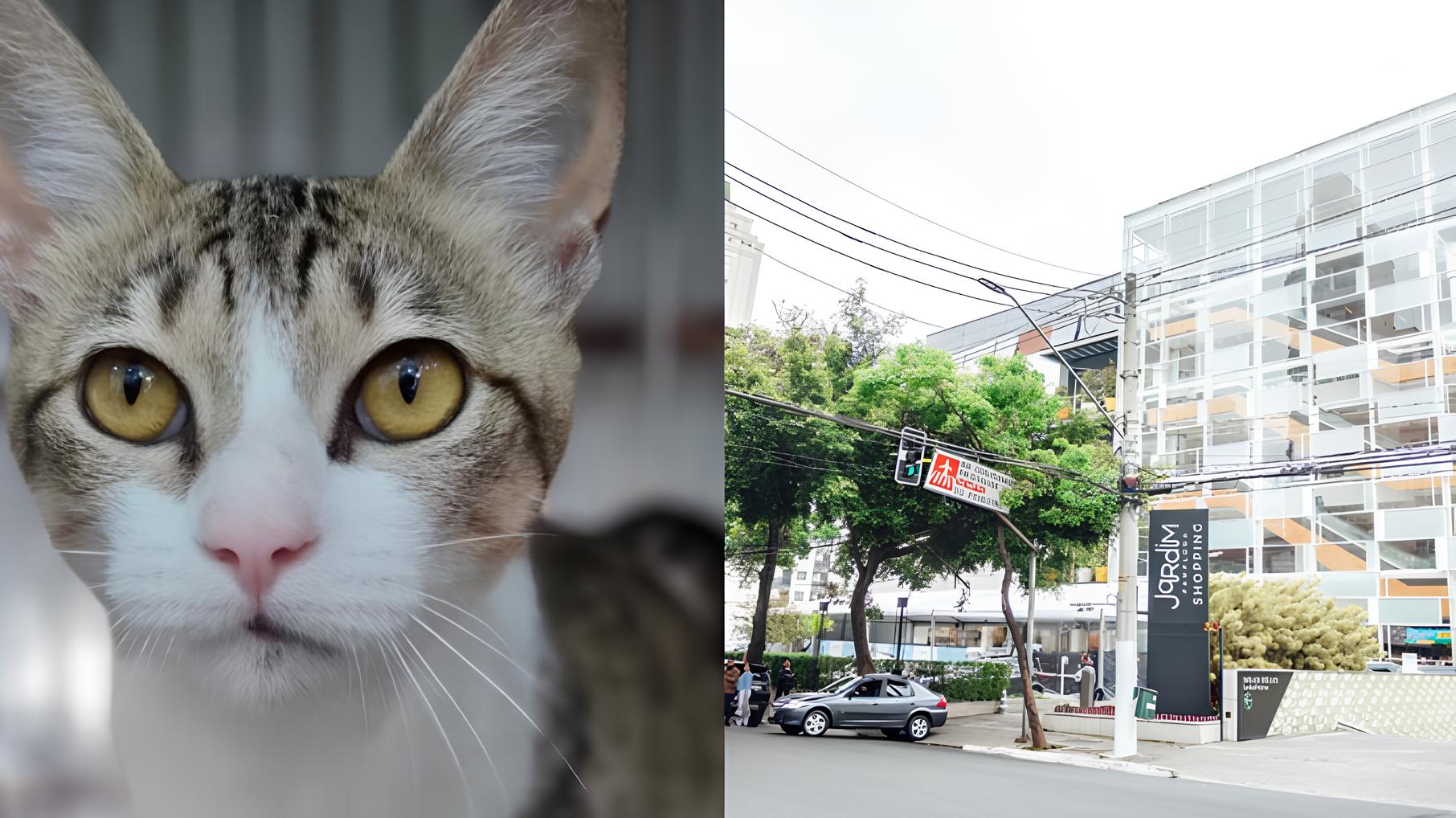 Adoção com Coração: Feira no Shopping de SP Promete Encontros Inesquecíveis Entre Pets e Novos Donos 15 Ado o com Cora o Feira no Shopping de SP Promete Encontros Inesquec veis Entre Pets e Novos Donos