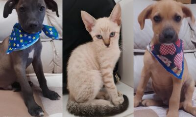 Ado o de Pets no Shopping Jardim Sul Um Encontro de Amor e Responsabilidade