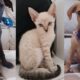 Ado o de Pets no Shopping Jardim Sul Um Encontro de Amor e Responsabilidade