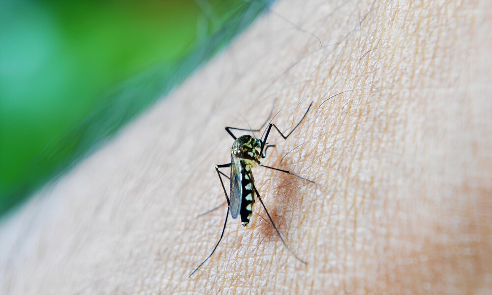 Aplicativo em Indaiatuba A Revolu o no Combate Dengue com Tecnologia e Sa de