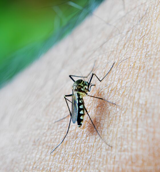 Aplicativo em Indaiatuba A Revolu o no Combate Dengue com Tecnologia e Sa de