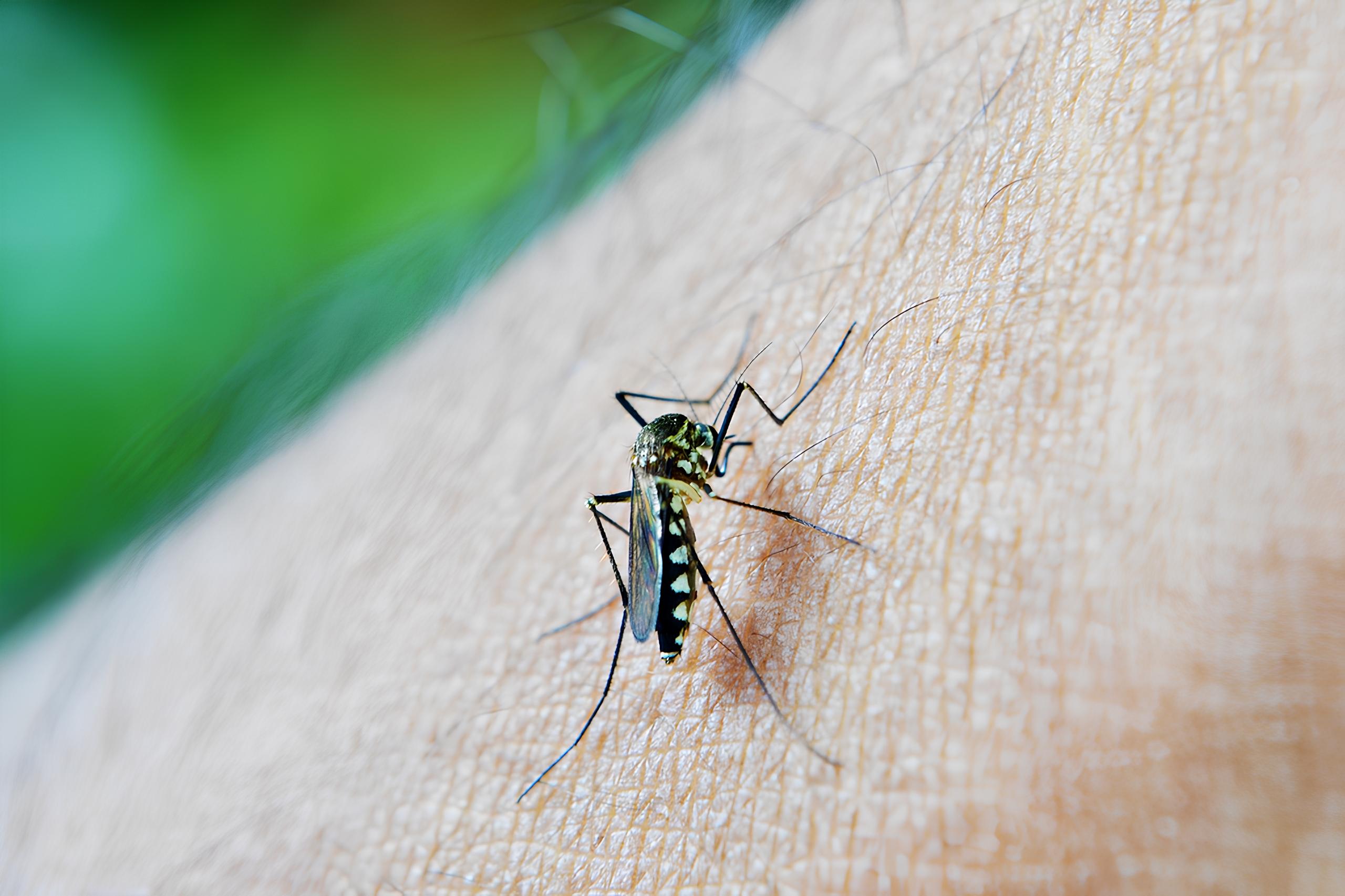 Aplicativo em Indaiatuba A Revolu o no Combate Dengue com Tecnologia e Sa de