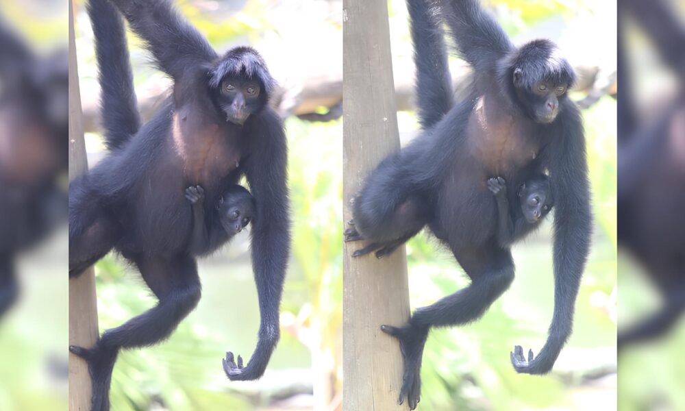 Bebel a Estrela da Floresta Como um Filhote de Macaco Aranha Conquistou Cora es e Virou S mbolo de Esperan a