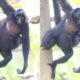 Bebel a Estrela da Floresta Como um Filhote de Macaco Aranha Conquistou Cora es e Virou S mbolo de Esperan a