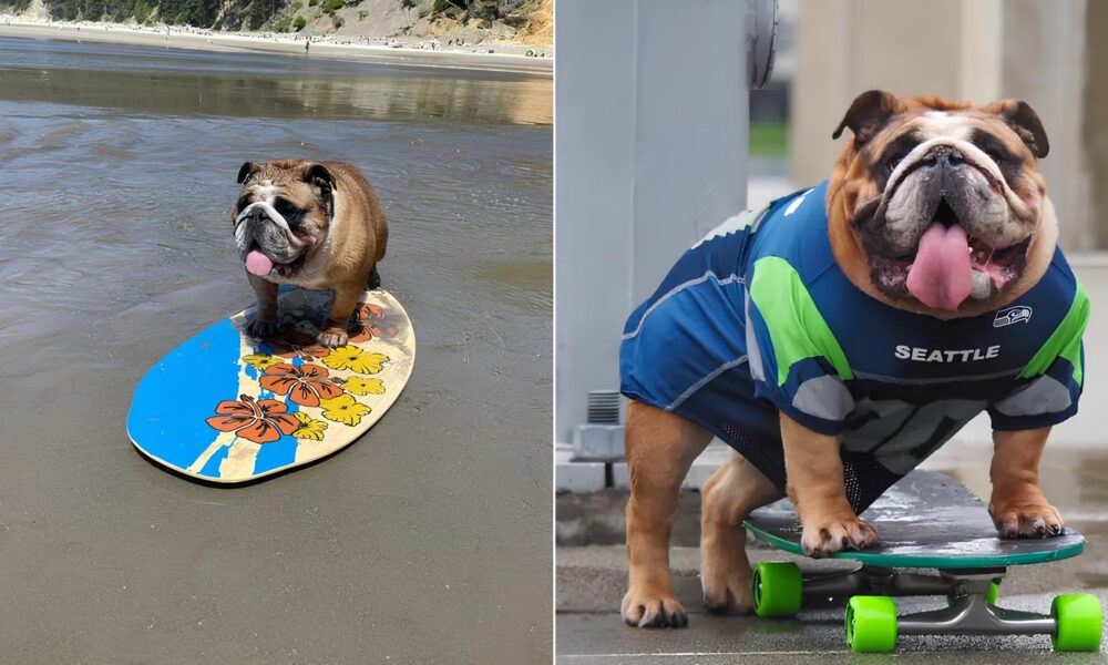 Bulldog Skatista A Hist ria de Chowder o Fen meno Viral das Redes Sociais