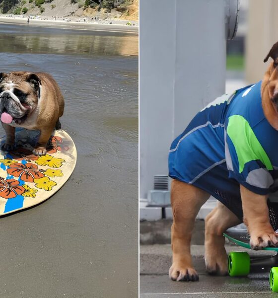 Bulldog Skatista: A História de Chowder, o Fenômeno Viral das Redes Sociais 16 Bulldog Skatista A Hist ria de Chowder o Fen meno Viral das Redes Sociais