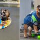 Bulldog Skatista A Hist ria de Chowder o Fen meno Viral das Redes Sociais