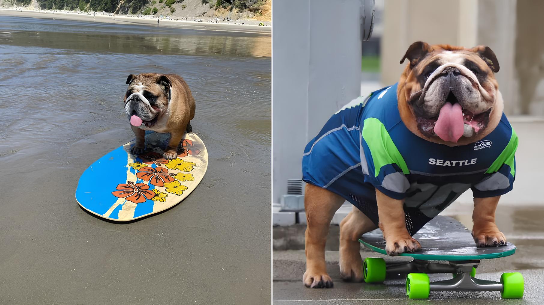 Bulldog Skatista: A História de Chowder, o Fenômeno Viral das Redes Sociais 15 Bulldog Skatista A Hist ria de Chowder o Fen meno Viral das Redes Sociais