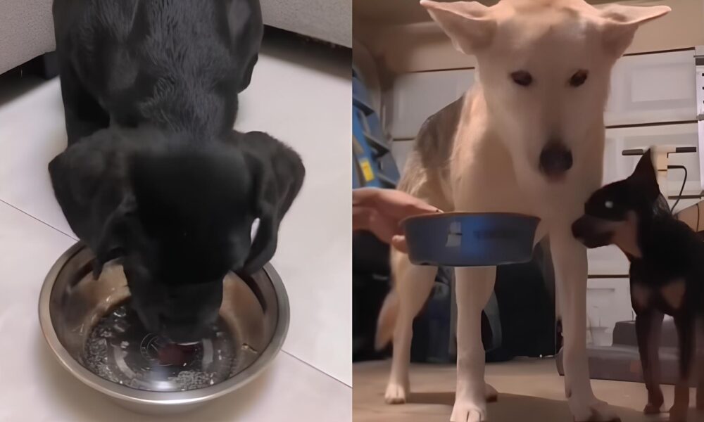 C es Experimentam gua com G s e Rea es Viralizam O Que Acontece Quando Seus Pets Enfrentam Bolhas Inesperadas