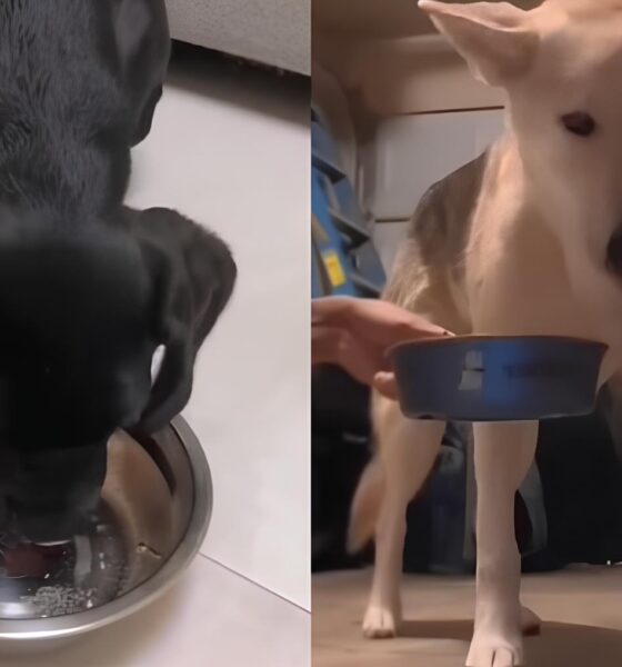 Cães Experimentam Água com Gás e Reações Viralizam: O Que Acontece Quando Seus Pets Enfrentam Bolhas Inesperadas? 16 C es Experimentam gua com G s e Rea es Viralizam O Que Acontece Quando Seus Pets Enfrentam Bolhas Inesperadas