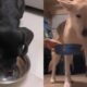 C es Experimentam gua com G s e Rea es Viralizam O Que Acontece Quando Seus Pets Enfrentam Bolhas Inesperadas