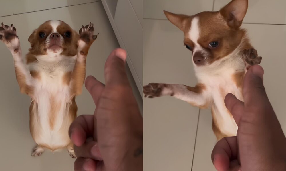 C o Ator Chihuahua Encena Cena de Suspense e Conquista a Internet O Pr ximo Oscar Pet Est Entre N s