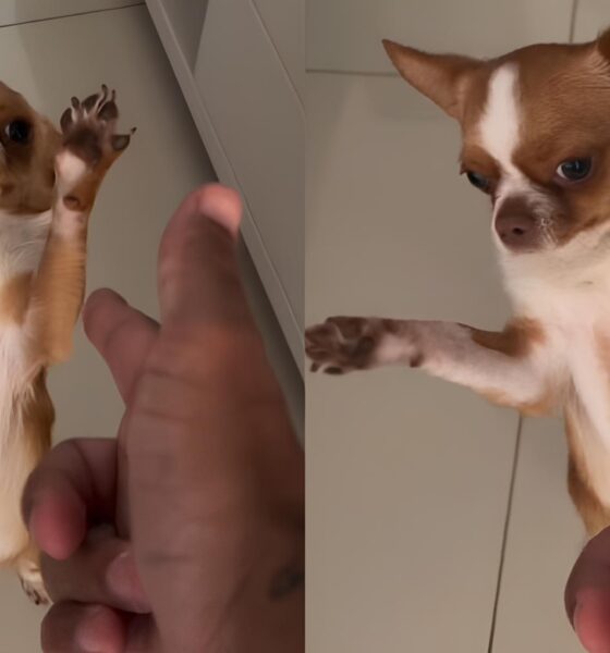 Cão Ator Chihuahua Encena Cena de Suspense e Conquista a Internet: O Próximo Oscar Pet Está Entre Nós? 16 C o Ator Chihuahua Encena Cena de Suspense e Conquista a Internet O Pr ximo Oscar Pet Est Entre N s