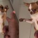 C o Ator Chihuahua Encena Cena de Suspense e Conquista a Internet O Pr ximo Oscar Pet Est Entre N s