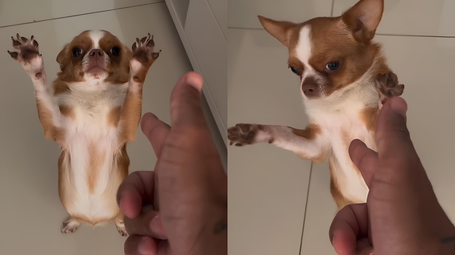 Cão Ator Chihuahua Encena Cena de Suspense e Conquista a Internet: O Próximo Oscar Pet Está Entre Nós? 15