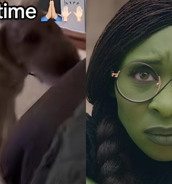 Cão Encanta a Web ao "Cantar" Defying Gravity de Wicked: A História Viral que Conquistou Corações 16 C o Encanta a Web ao Cantar Defying Gravity de Wicked A Hist ria Viral que Conquistou Cora es