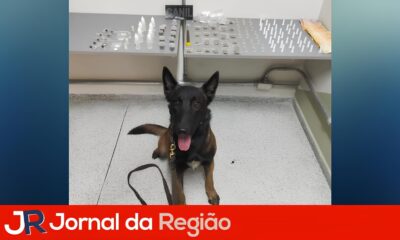 C o Policial K9 Colt O Her i de Quatro Patas que Combate o Tr fico em Louveira