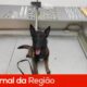C o Policial K9 Colt O Her i de Quatro Patas que Combate o Tr fico em Louveira