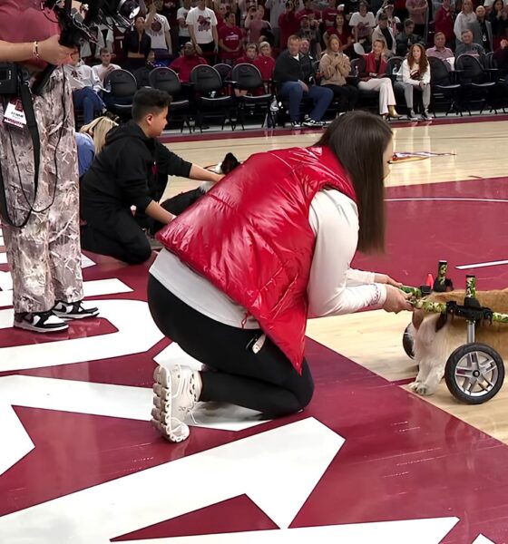 Cachorro com Cadeira de Rodas Perde Corrida e Conquista Corações: A História de Yumi que Viralizou na Internet 16 Cachorro com Cadeira de Rodas Perde Corrida e Conquista Cora es A Hist ria de Yumi que Viralizou na Internet