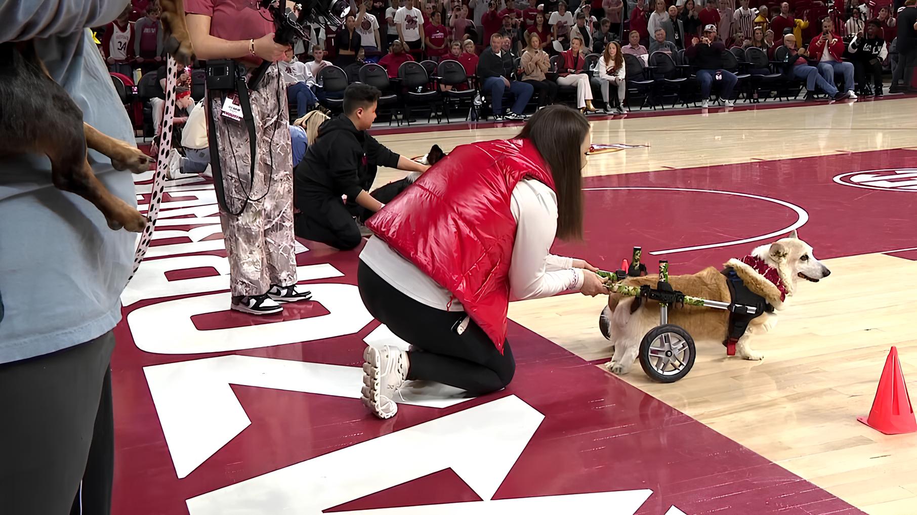 Cachorro com Cadeira de Rodas Perde Corrida e Conquista Corações: A História de Yumi que Viralizou na Internet 15 Cachorro com Cadeira de Rodas Perde Corrida e Conquista Cora es A Hist ria de Yumi que Viralizou na Internet