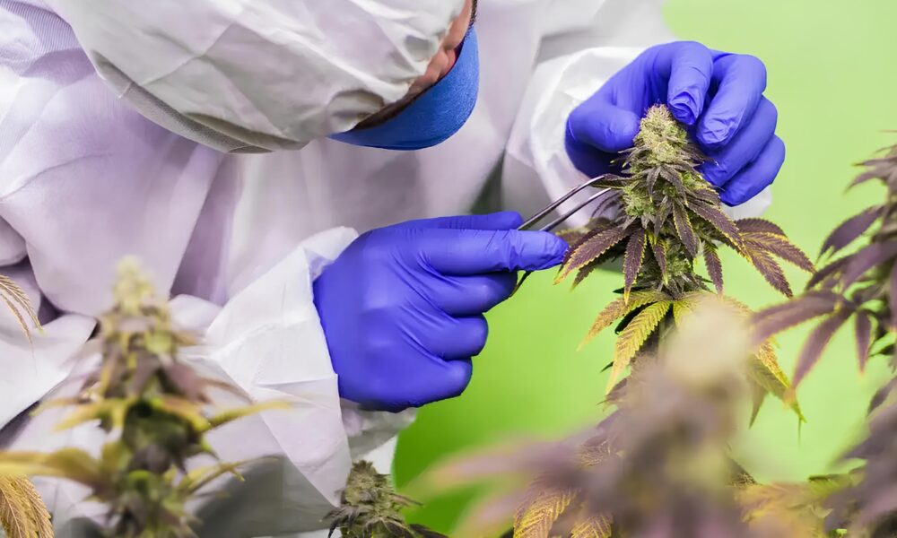 Cannabis Medicinal no Brasil A Anvisa Pode Estar Prestes a Mudar as Regras do Jogo