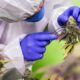 Cannabis Medicinal no Brasil A Anvisa Pode Estar Prestes a Mudar as Regras do Jogo