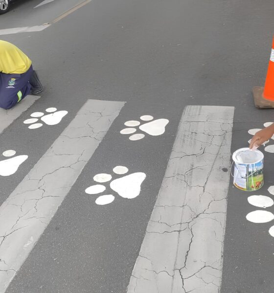 Como Pindamonhangaba Está Transformando a Proteção Animal com o Projeto Antonieta: Uma História de Amor, Arte e Conscientização 16 Como Pindamonhangaba Est Transformando a Prote o Animal com o Projeto Antonieta Uma Hist ria de Amor Arte e Conscientiza o