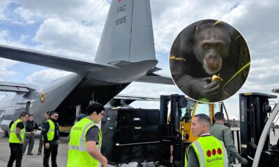 Como um Chimpanz Chamado Yoko Cruzou Fronteiras e Conquistou uma Nova Vida no Brasil A Hist ria de um Resgate Inesquec vel