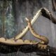 Conhe a as Cobras Mais Venenosas do Brasil O Que Voc Precisa Saber Para Sobreviver a Um Encontro Fatal
