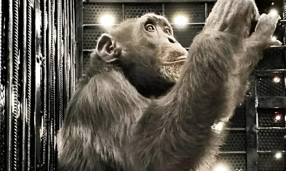 De Cativeiro a Liberdade A Hist ria de Yoko o Chimpanz Resgatado das Garras do Crime e da Explora o