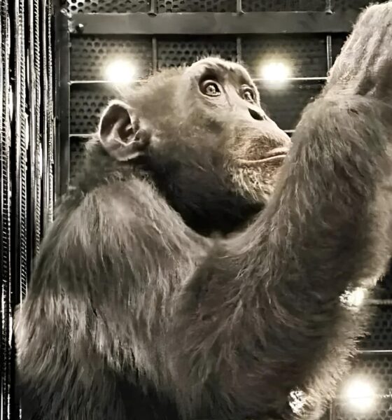 De Cativeiro a Liberdade A Hist ria de Yoko o Chimpanz Resgatado das Garras do Crime e da Explora o