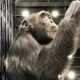 De Cativeiro a Liberdade A Hist ria de Yoko o Chimpanz Resgatado das Garras do Crime e da Explora o