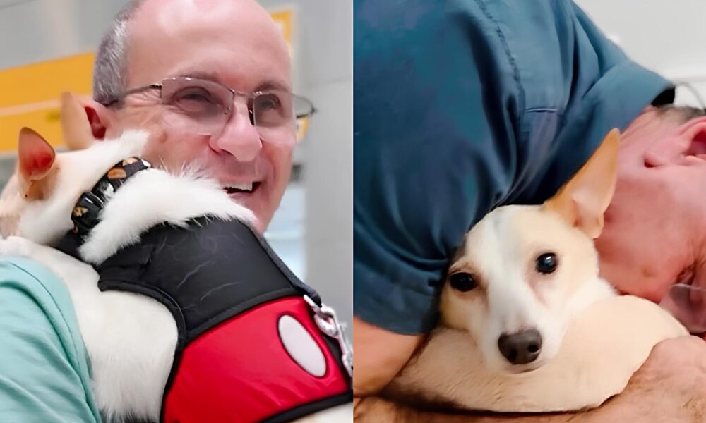 De Inimigo a Melhor Amigo A Transforma o de um Pai que N o Queria Cachorros
