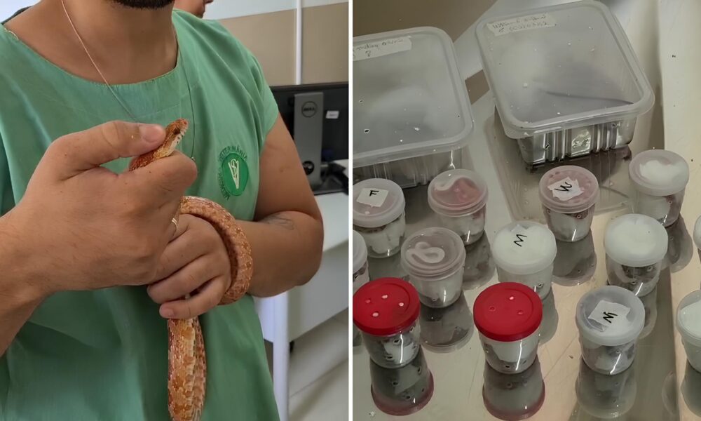 Descoberta Inusitada 28 Cobras Encontradas em Encomendas nos Correios de SP