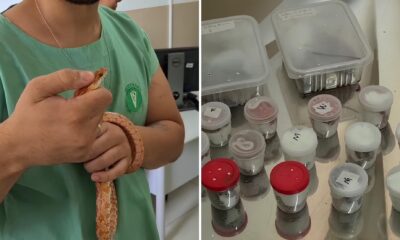 Descoberta Inusitada 28 Cobras Encontradas em Encomendas nos Correios de SP