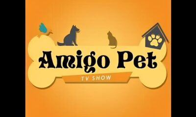 Do Abandono ao Lar Como o Programa Amigo Pet Est Transformando Vidas em Indaiatuba