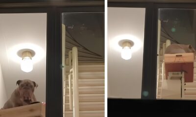 Elevador Exclusivo para C es Como Eddie um Golden Holand s Conquistou o Mundo com sua Acessibilidade Inusitada