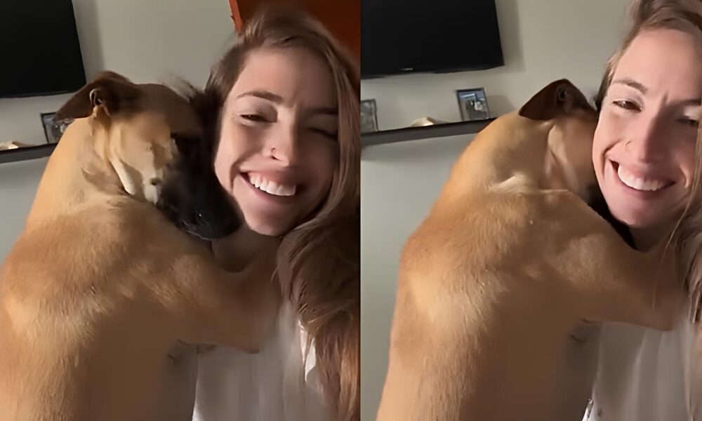 O Abra o Di rio de Um C o Caramelo Uma Hist ria de Amor e Gratid o que Conquistou a Internet