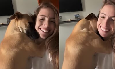 O Abra o Di rio de Um C o Caramelo Uma Hist ria de Amor e Gratid o que Conquistou a Internet