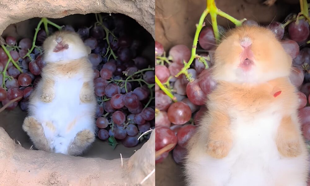 O Coelho Tranquilo que Conquistou a Internet Um Caso de Amor e Uvas