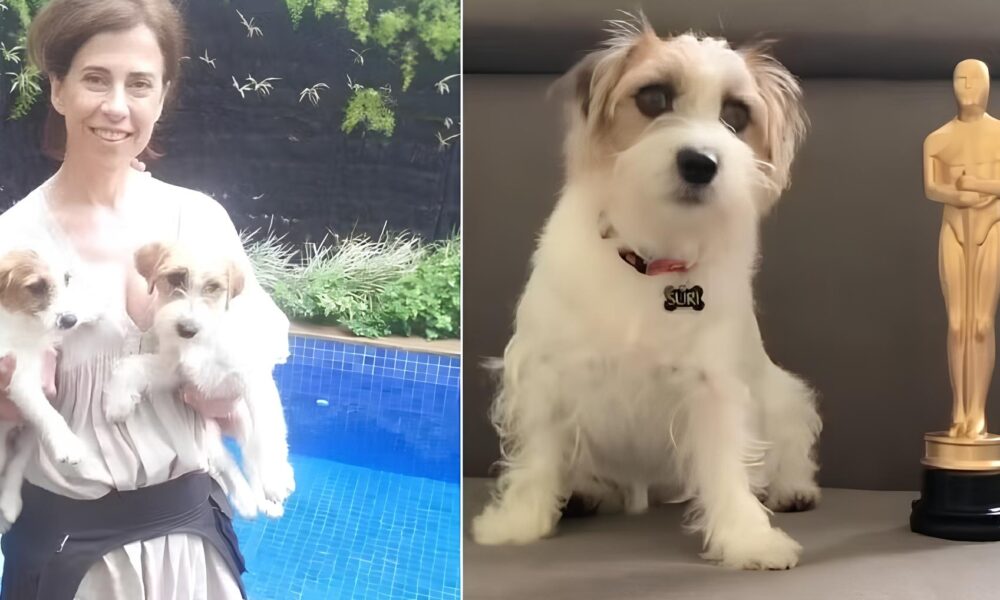 O Dia em que Pimp o o Cachorro de Ainda Estou Aqui Roubou os Holofotes do Oscar 2025