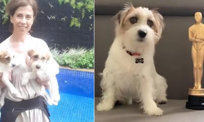 O Dia em que Pimp o o Cachorro de Ainda Estou Aqui Roubou os Holofotes do Oscar 2025