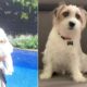 O Dia em que Pimp o o Cachorro de Ainda Estou Aqui Roubou os Holofotes do Oscar 2025