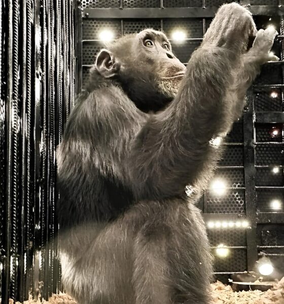 O Dia em que Yoko, o Chimpanzé Resgatado dos Narcotraficantes, Chegou ao Brasil: Uma História de Sobrevivência e Esperança 16 O Dia em que Yoko o Chimpanz Resgatado dos Narcotraficantes Chegou ao Brasil Uma Hist ria de Sobreviv ncia e Esperan a