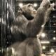 O Dia em que Yoko o Chimpanz Resgatado dos Narcotraficantes Chegou ao Brasil Uma Hist ria de Sobreviv ncia e Esperan a