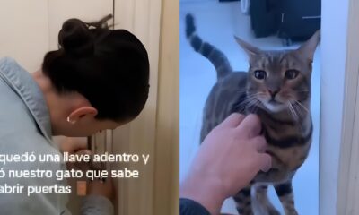 O Her i de Quatro Patas Como um Gato Viralizou ao Salvar Casal Trancado Fora de Casa