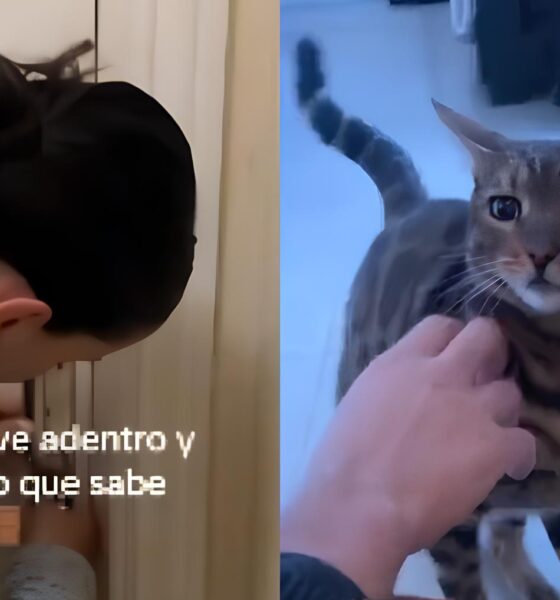 O Herói de Quatro Patas: Como um Gato Viralizou ao Salvar Casal Trancado Fora de Casa 16 O Her i de Quatro Patas Como um Gato Viralizou ao Salvar Casal Trancado Fora de Casa