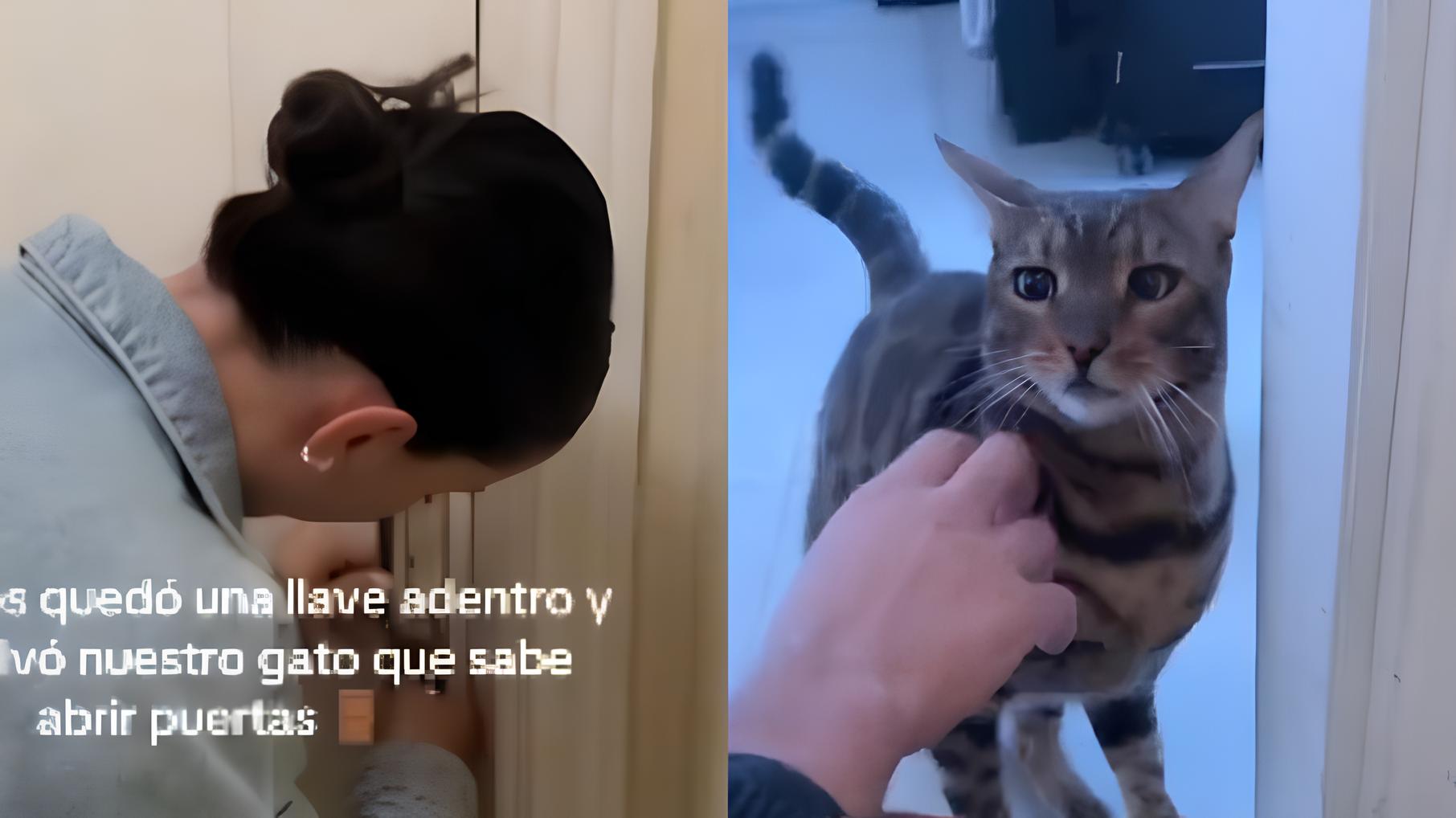 O Herói de Quatro Patas: Como um Gato Viralizou ao Salvar Casal Trancado Fora de Casa 15 O Her i de Quatro Patas Como um Gato Viralizou ao Salvar Casal Trancado Fora de Casa